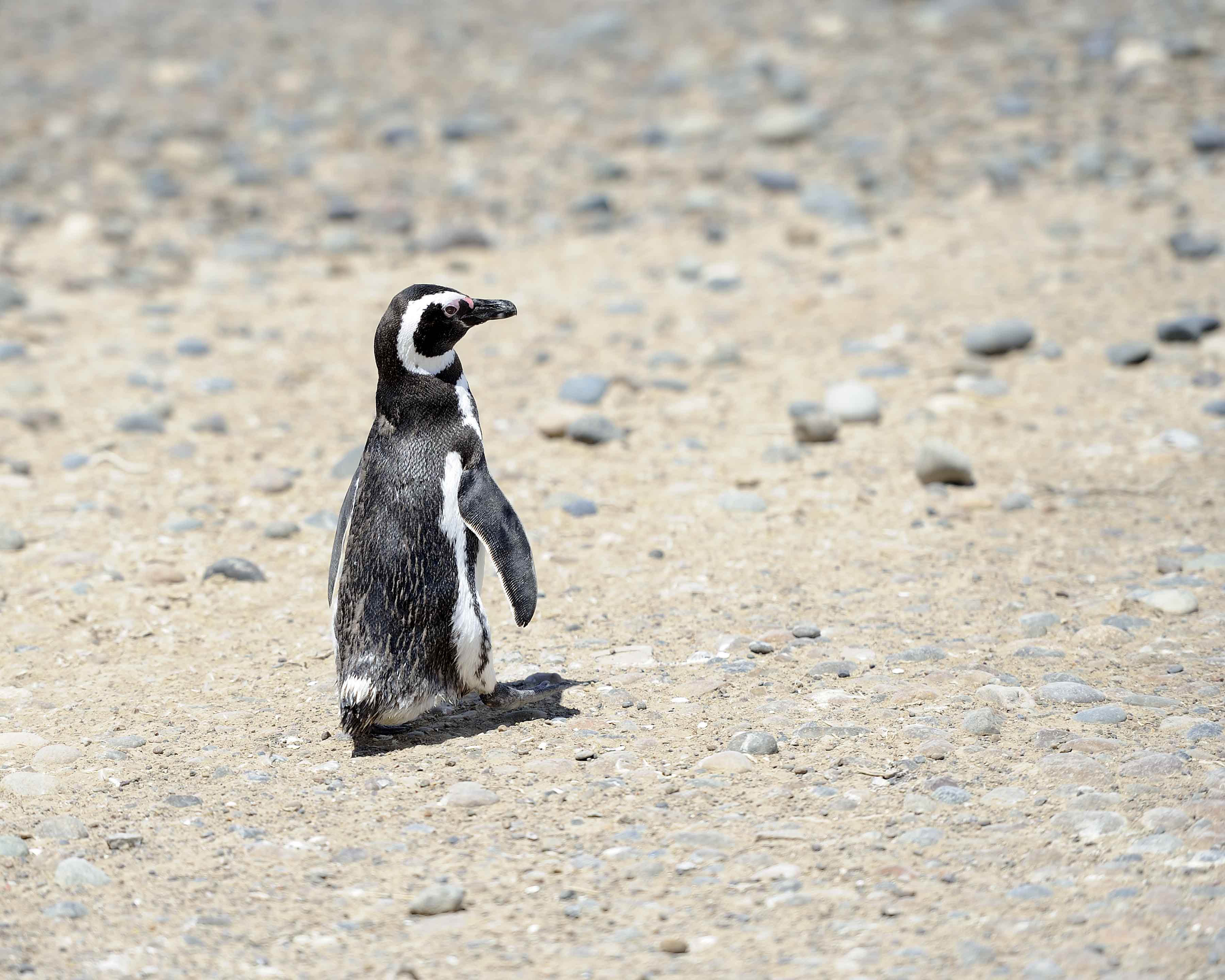 Penguin, Magellanic-123111-Punta Tombo, Argentina-#0307.jpg