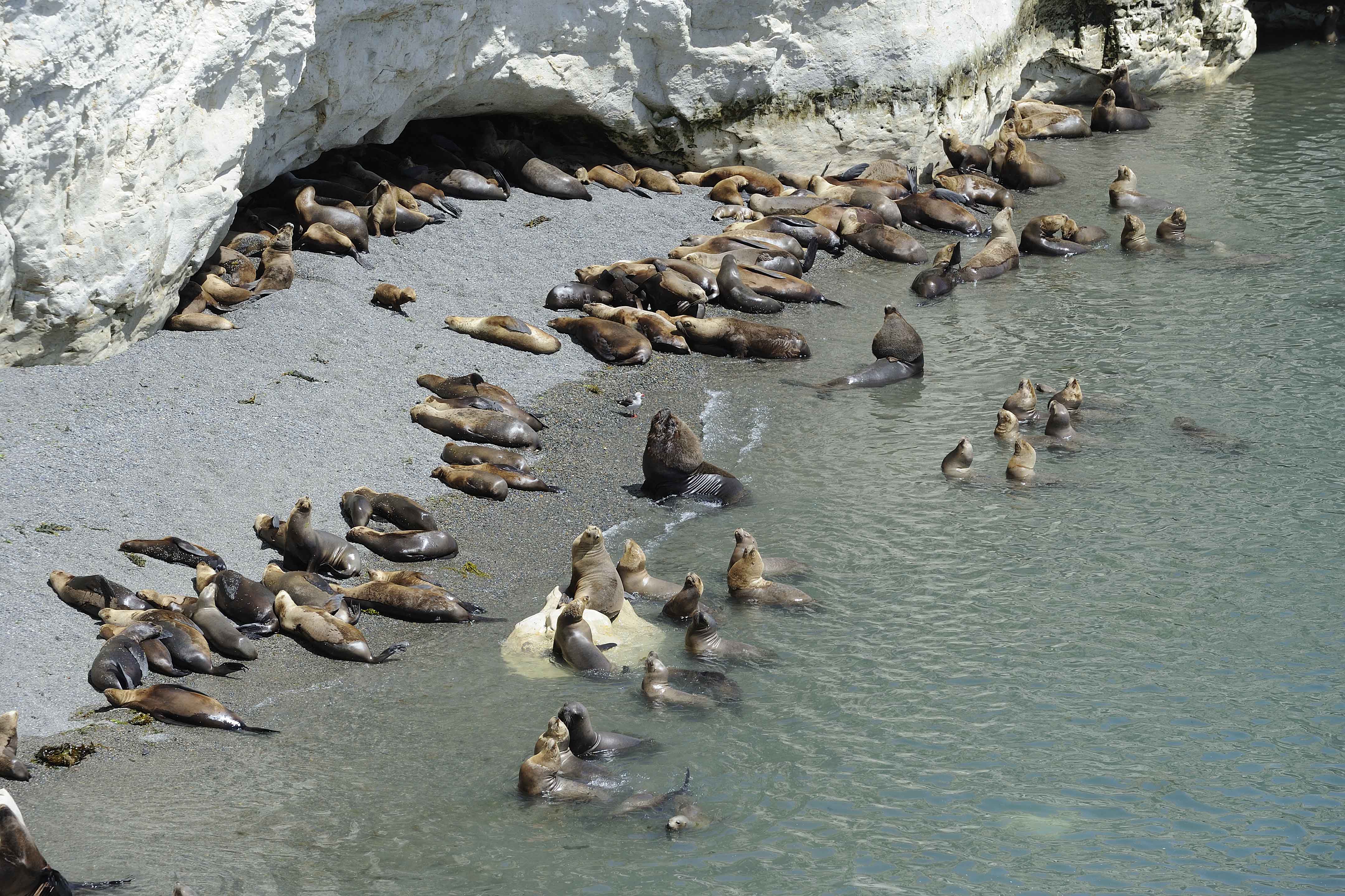 Sea Lion, Southern-010112-Punta Loma, Argentina-#0549.jpg