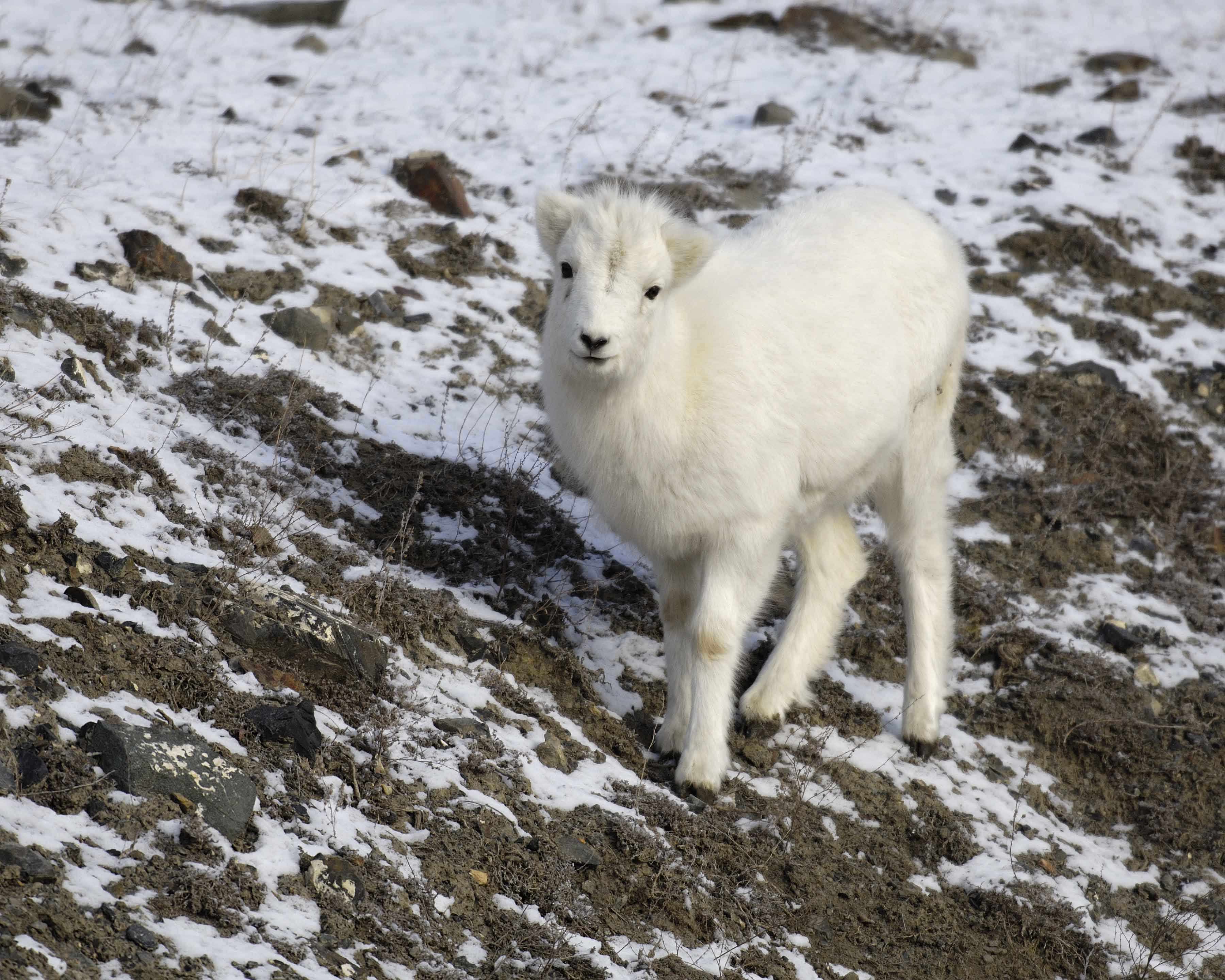 Sheep, Dall, Lamb-110106-Kluane NP, Sheep Mtn, Yukon, Canada-0170.jpg
