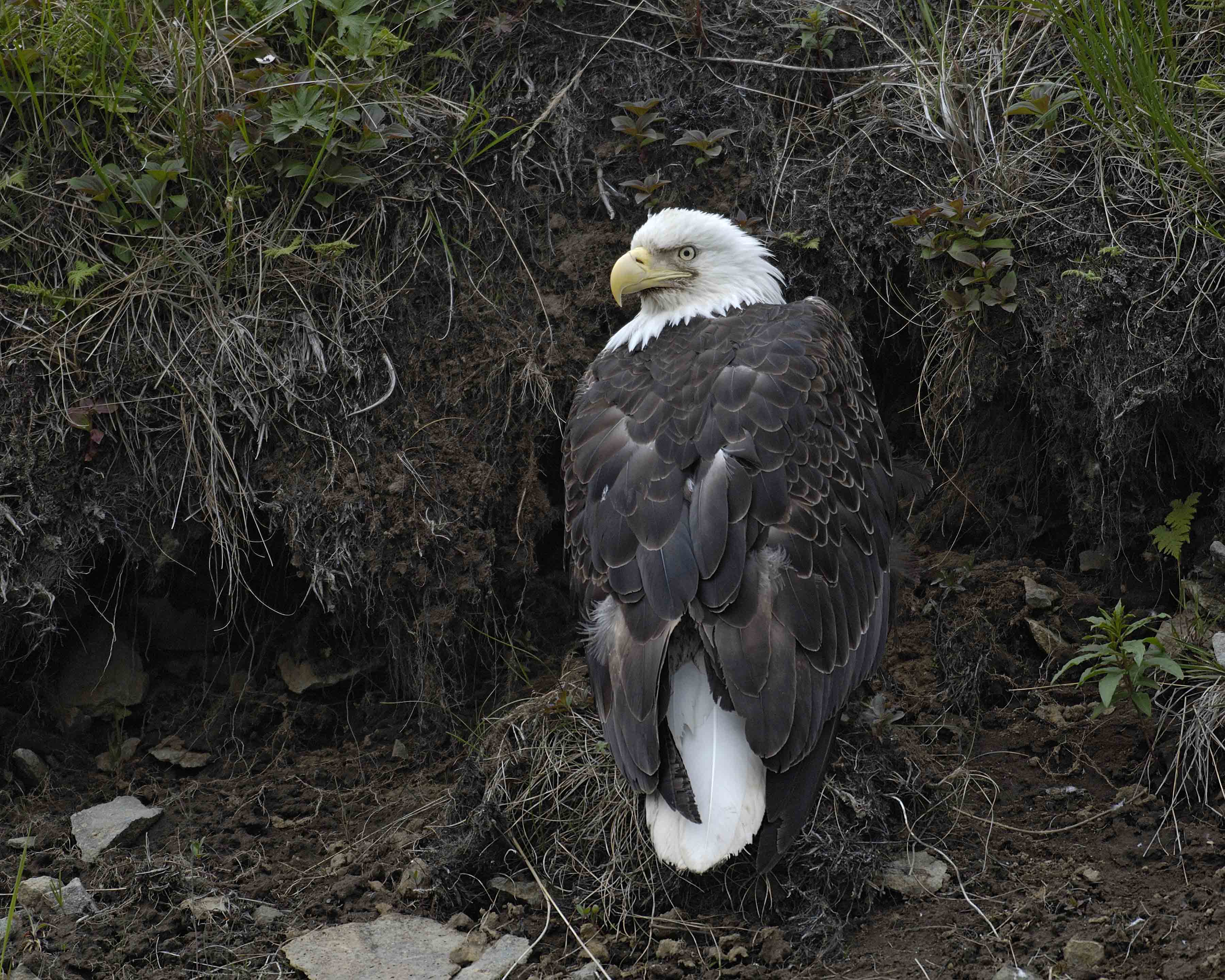 Eagle, Bald-071407-Iliuliuk Bay, Unalaska Island, AK-#0272.jpg photo ...