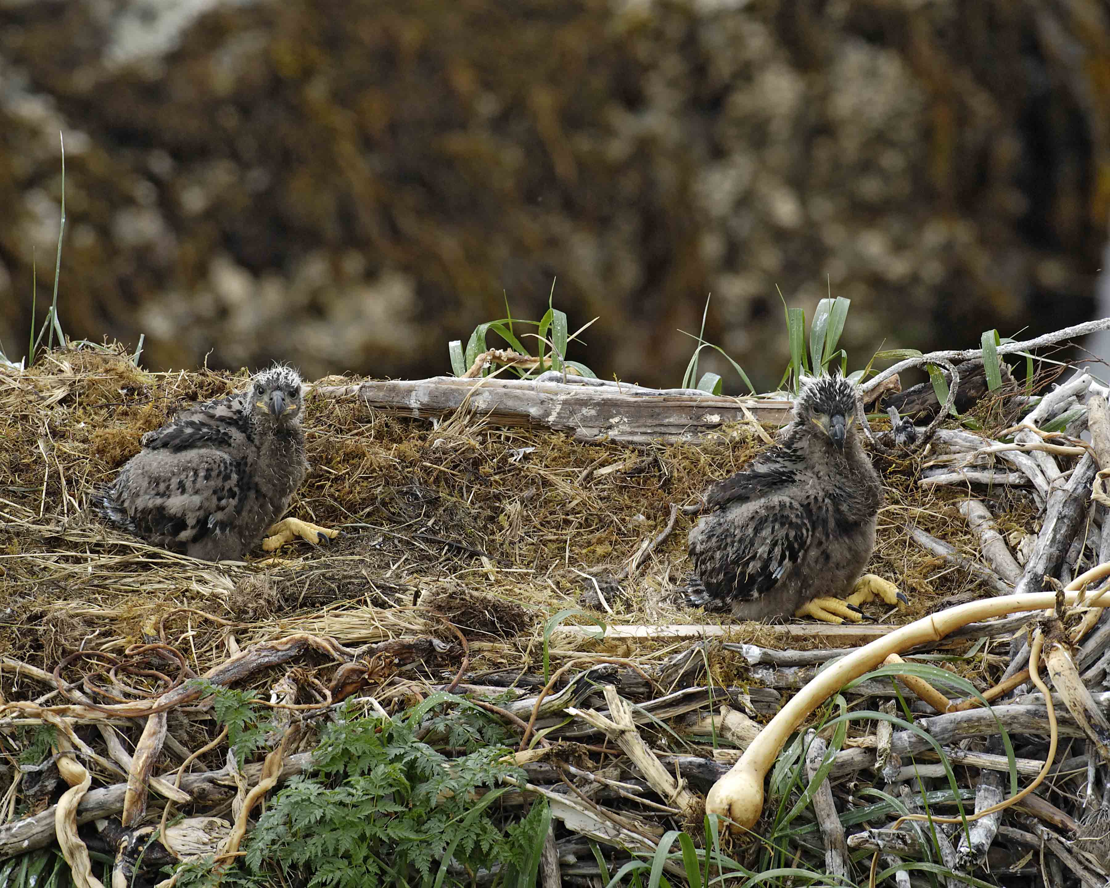 Eagle, Bald, Nest, 2 Eaglets-071607-Summer Bay, Unalaska Island, AK-#0282.jpg