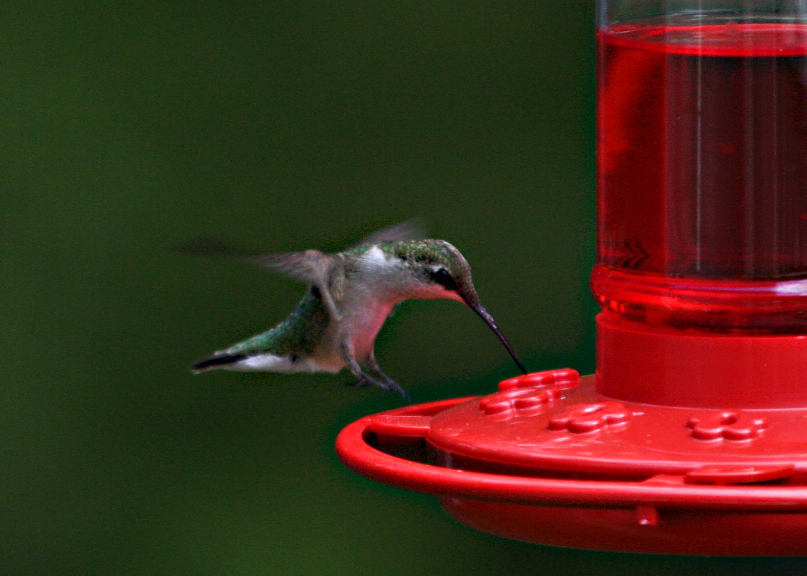 hummer2.jpg