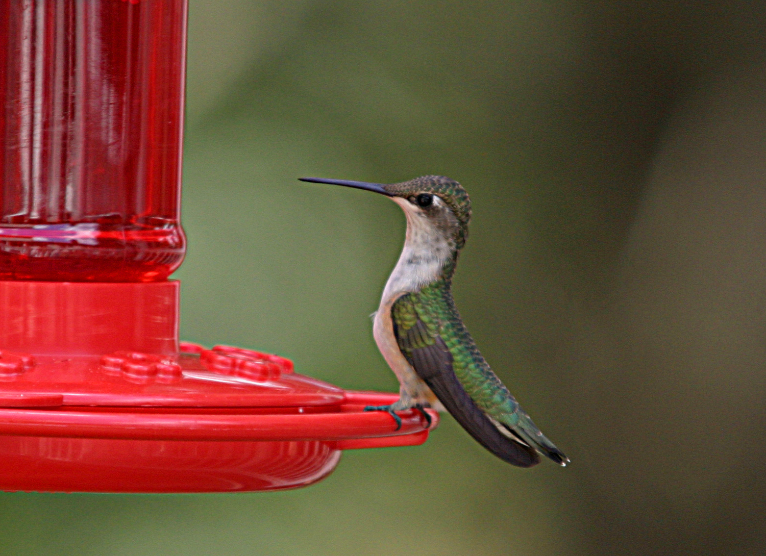 hummer6.jpg