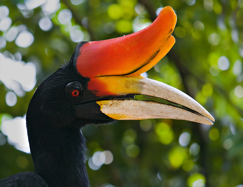 Kuala Lumpur Bird Park
