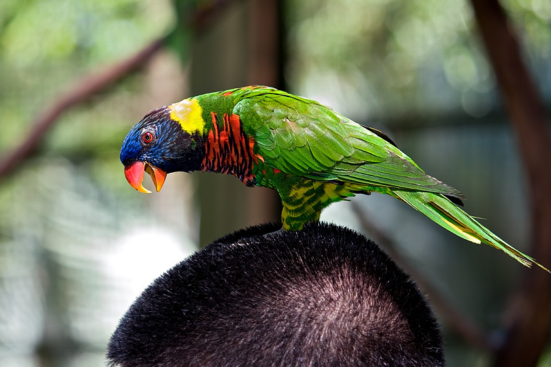 Kuala Lumpur Bird Park