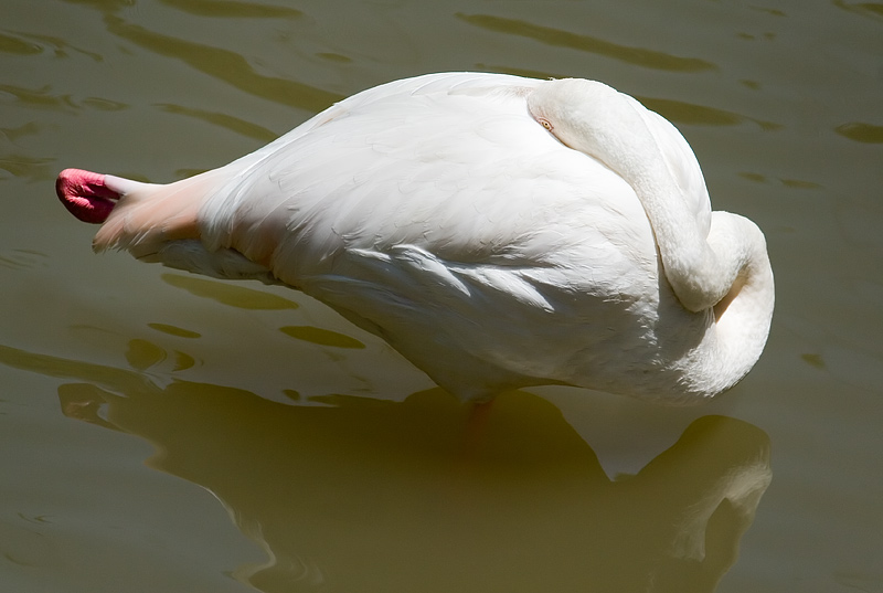 Kuala Lumpur Bird Park