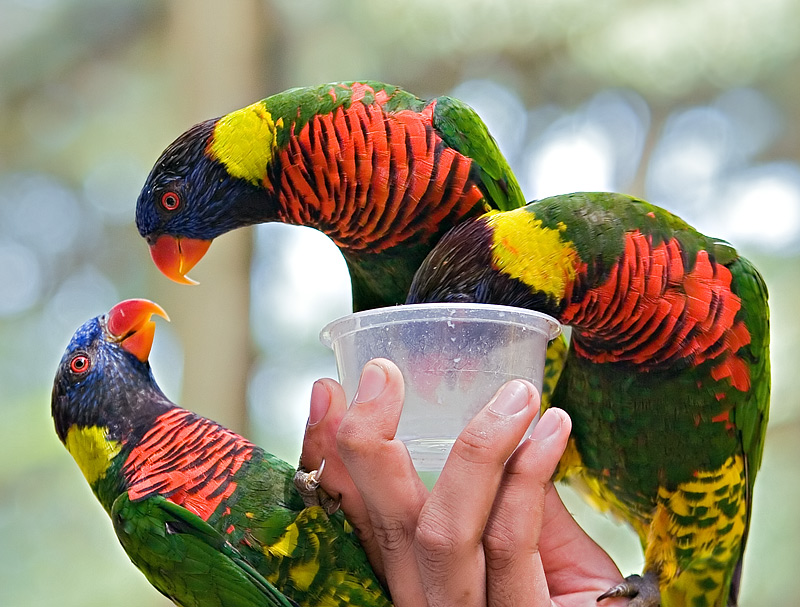 Kuala Lumpur Bird Park