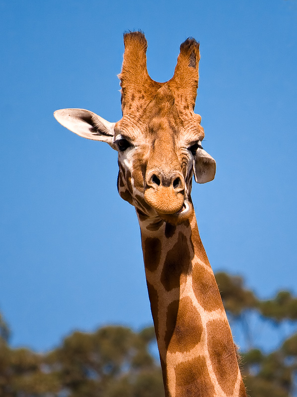 Werribee Open Range Zoo