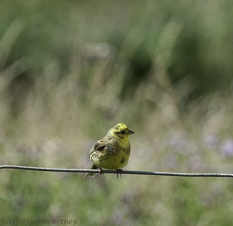 Yellow Hammer (Female)_4570.jpg