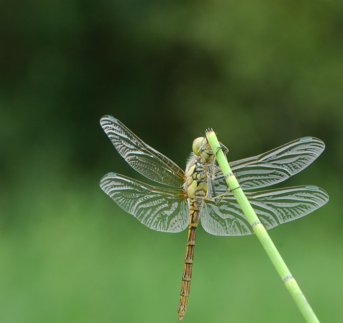 Common Darter_DSC7040.jpg