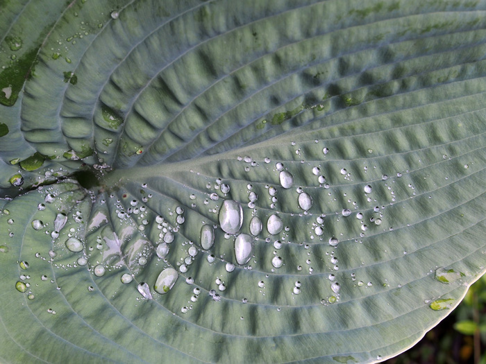 Hosta After the Rain_P7010002.jpg