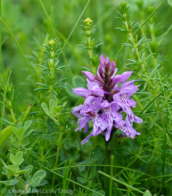 Wild Orchid_DSC_2794