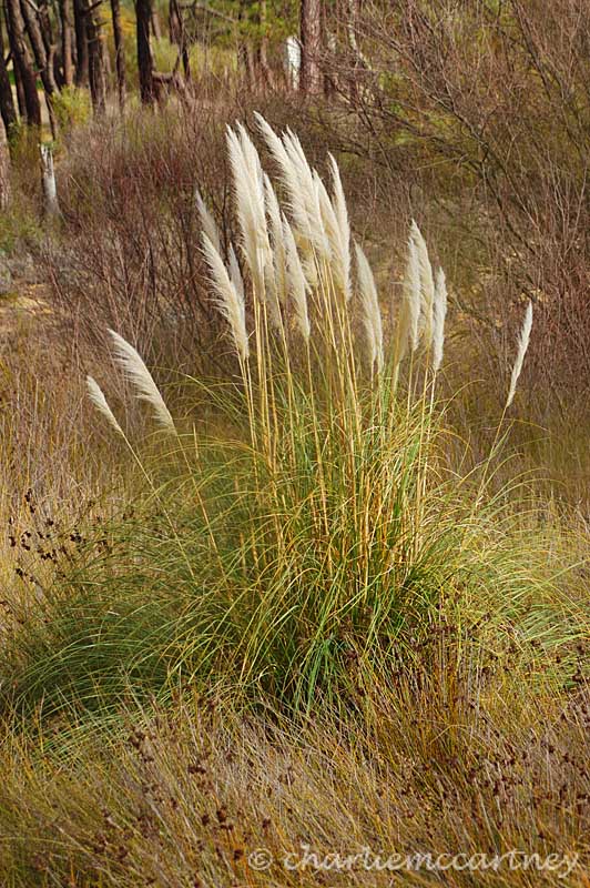 Pampas-grass_DSC_1845