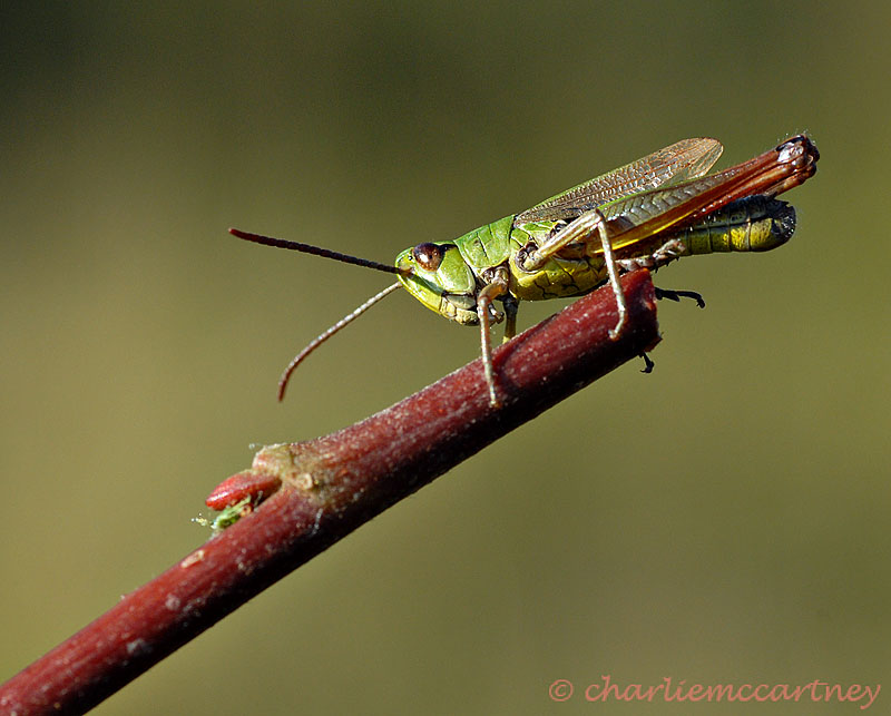 Meadow Grasshopper_DSC_3508.jpg