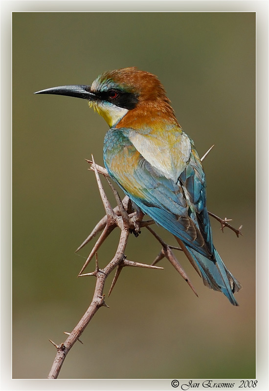 European Bee-eater