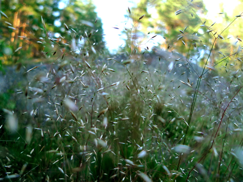20110706