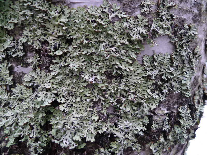 20130419