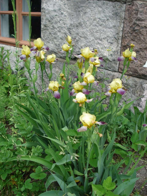 Iris