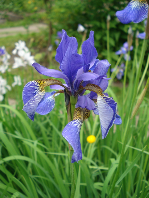 Iris