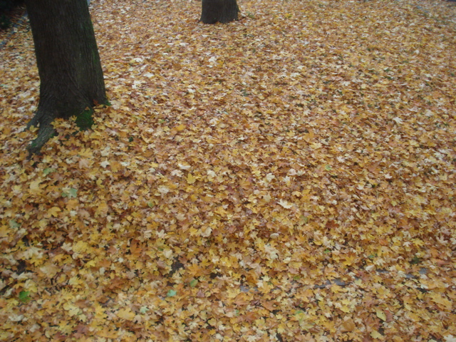 20071008