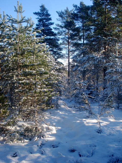 20080203
