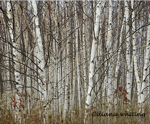 Birch Stand