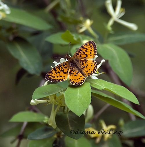 Tatianas Fritillary Butterfly