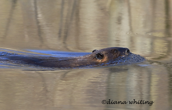 Beaver Swimming