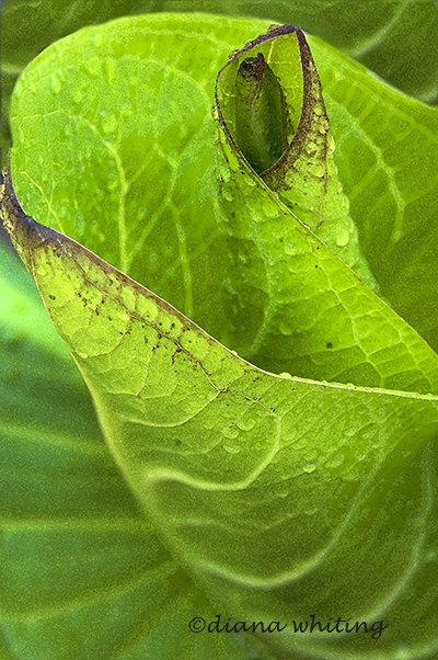 The Unfurling