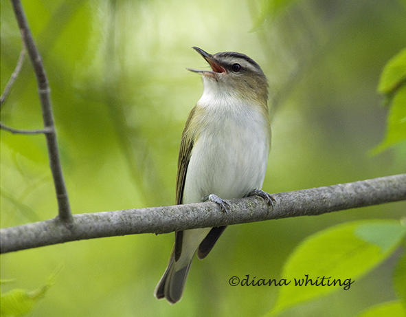 Red Eyed Vireo Singing