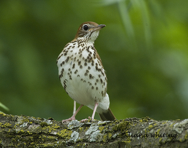 Wood Thrush