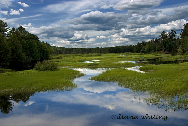 Moose River