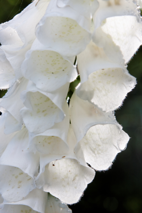 Pretty in white.JPG
