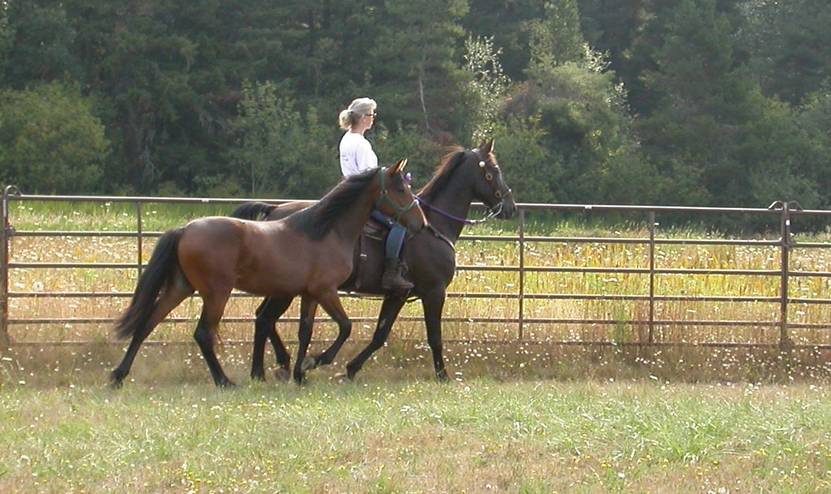 Terry  Midnight ponying Sissy