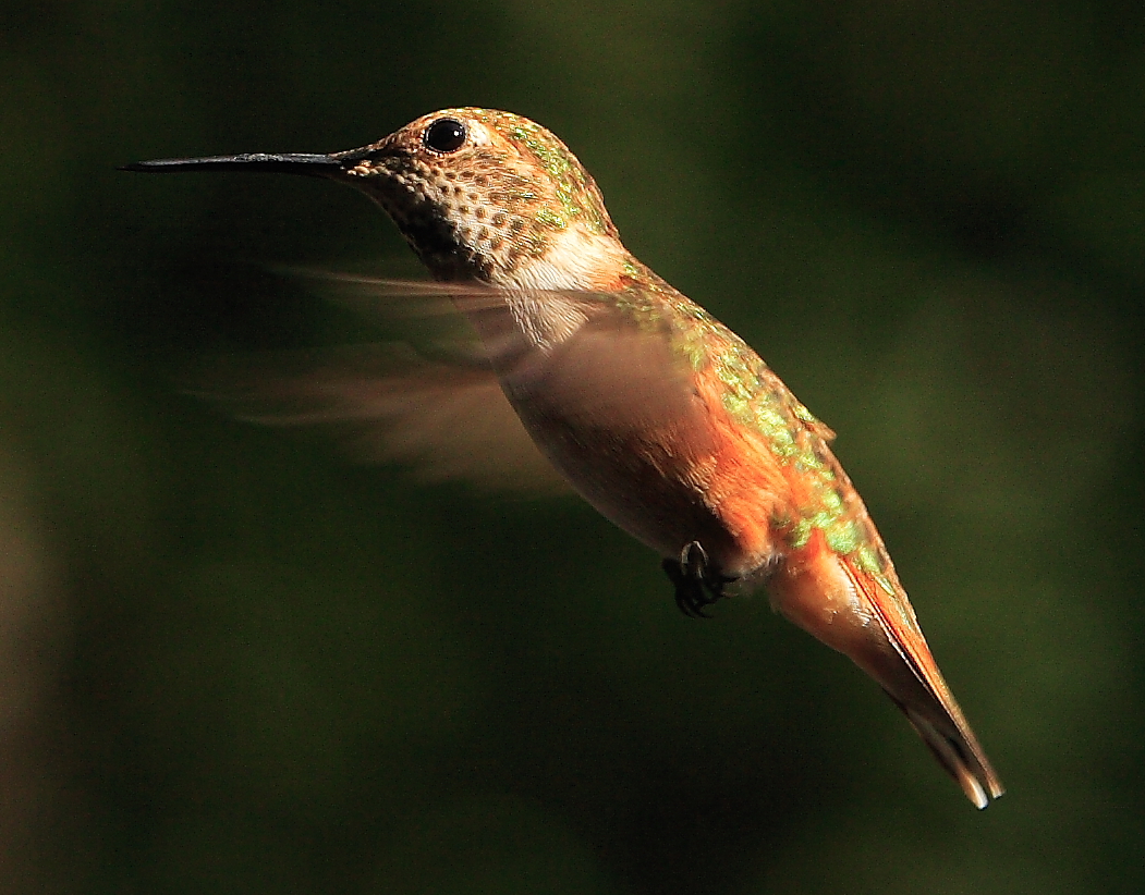 Bright hummer