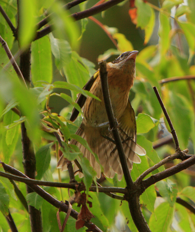 Some kind of bird in the Elder Berry tree.JPG