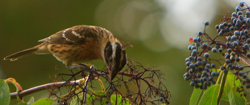 Some kind of bird in the Elder Berry tree 2 .JPG