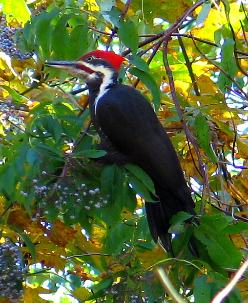 Woodpecker in the Elderberry Tree