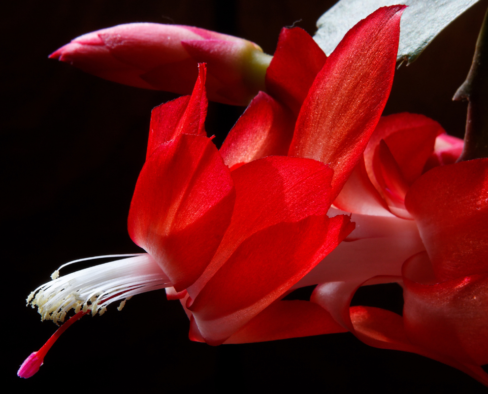 IMG_3178_DxO_RAW crop.JPG