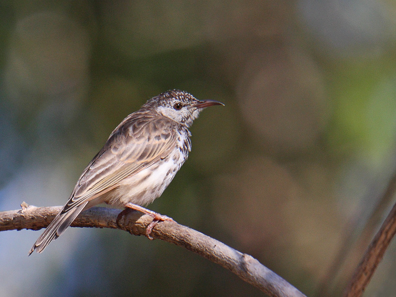 Bar-breasted Honeyeater