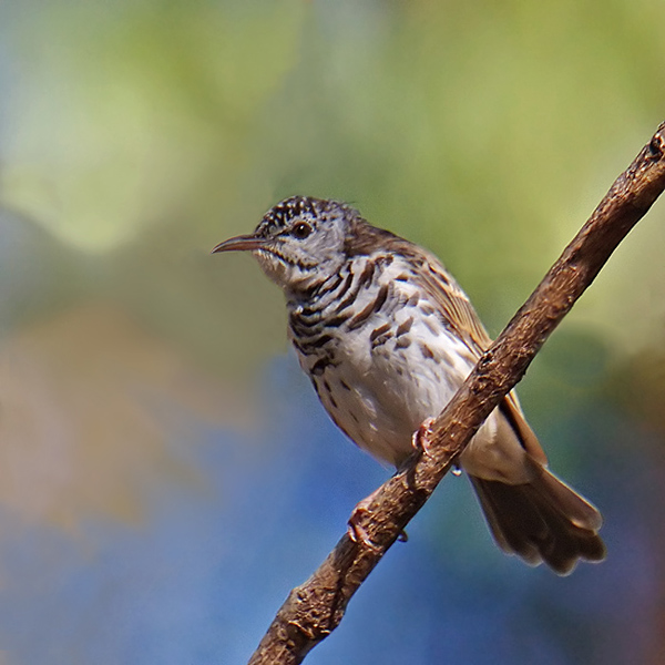 Bar-breasted Honeyeater