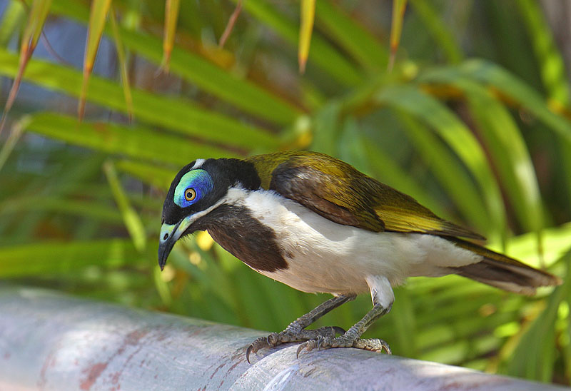 Blue-faced Honeyeater