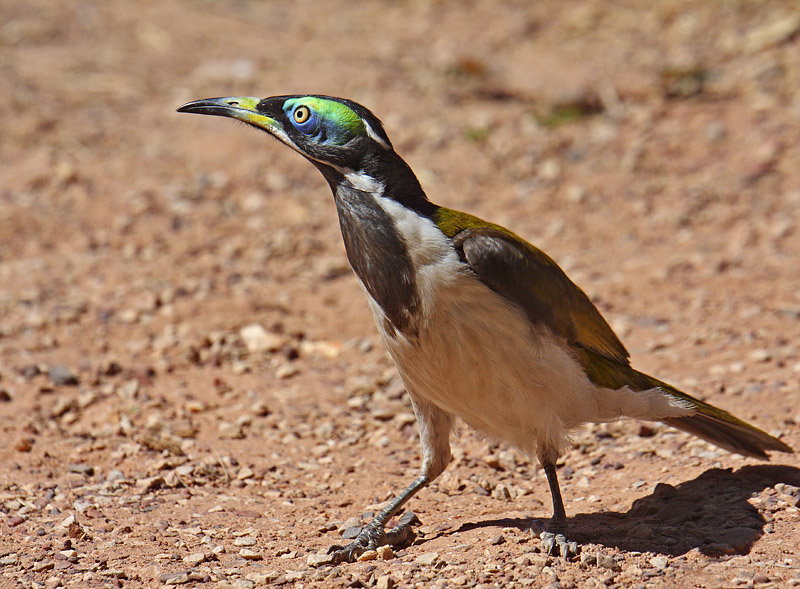 Blue-faced Honeyeater