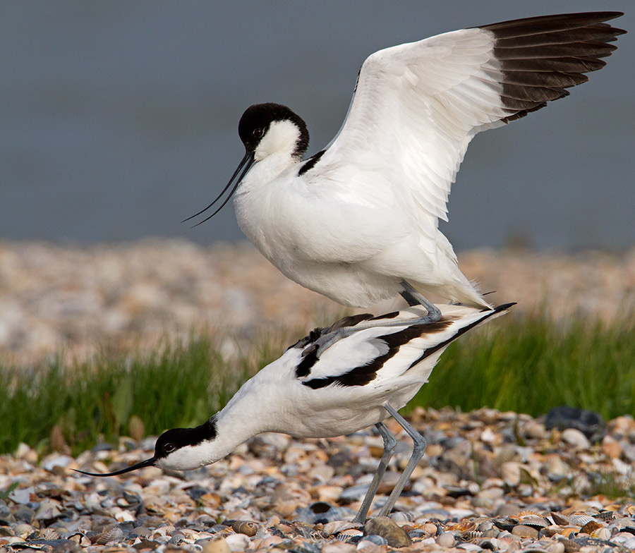 Avocets mating