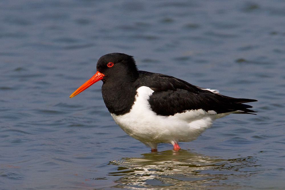 Oystercatcher