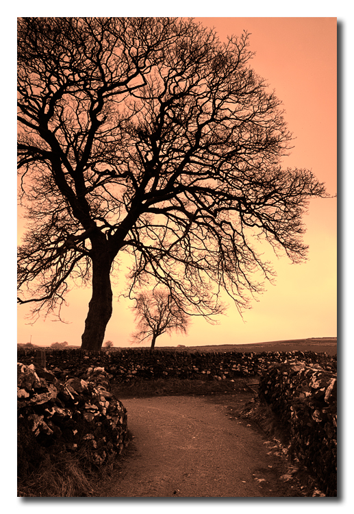 Arboles y cercos - Trees and stone hedges