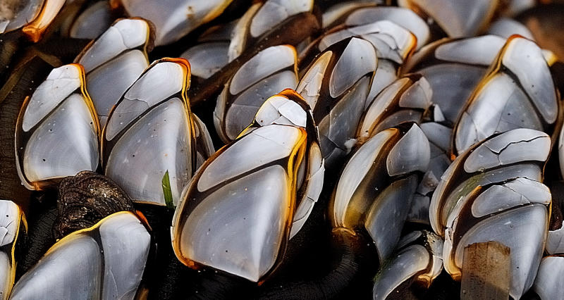 crushed shells