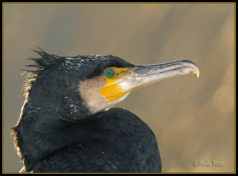 Aalscholver - Cormorantant