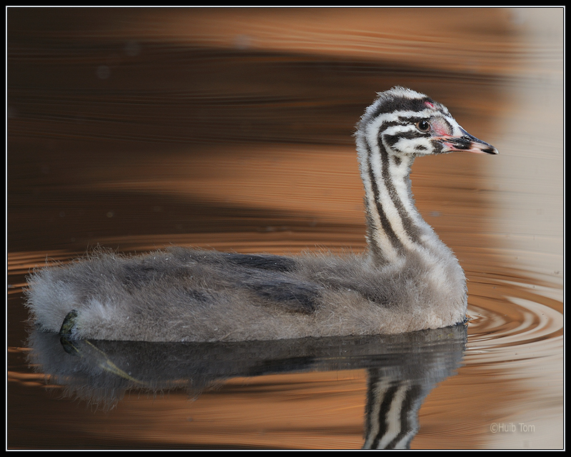 Fuut - Great Crested Grebe