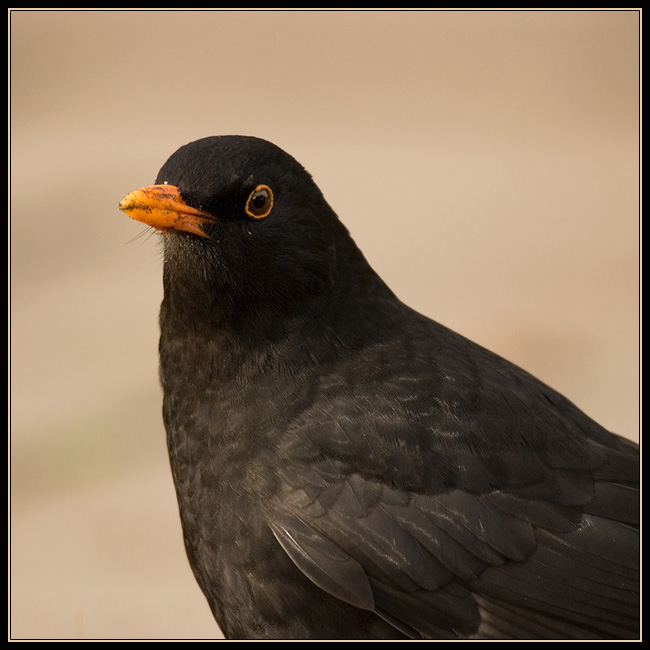 Merel - Black Bird